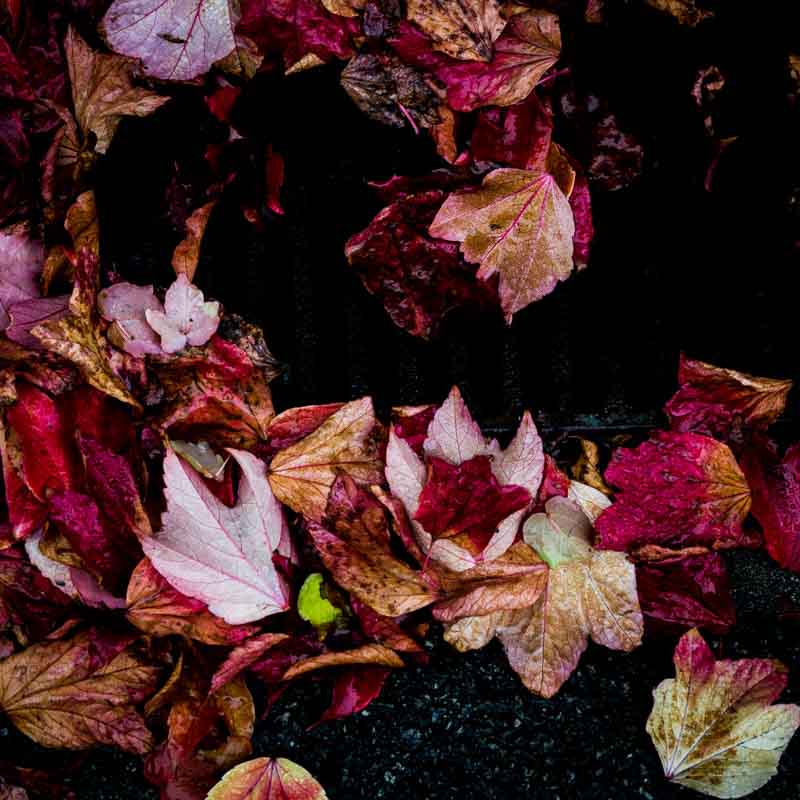 H&oslash;stblader #2 | Veggbilder | Fotokunst til salgs | Kunstfoto | Kunst | Foto | Bilde