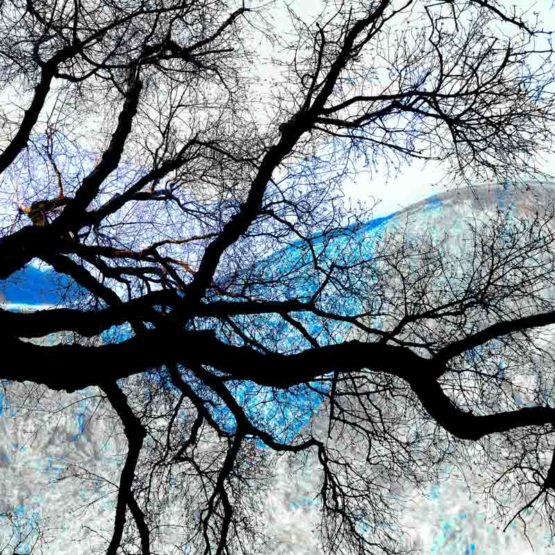 Tre i bl&aring; natur | Veggbilder | Fotokunst til salgs | Kunstfoto | Kunst | Foto | Bilde