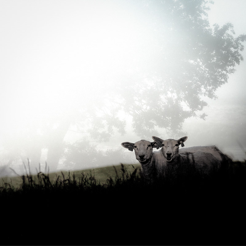 Sauer i t&aring;ke | Veggbilder | Fotokunst til salgs | Kunstfoto | Kunst | Foto | Bilde